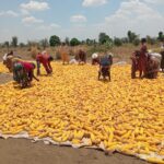 10 drying the maize