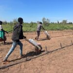 5 planting maize