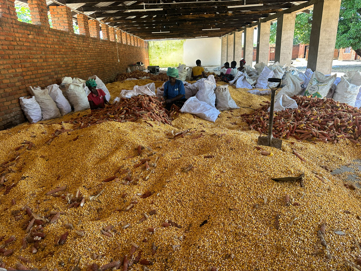 maize harvest