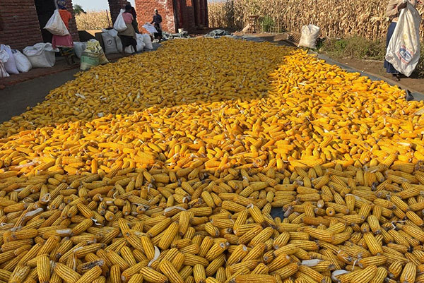 Harvest Time at Restoring Hope